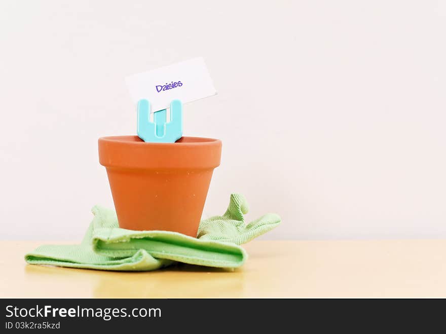 Planting Daisies With Pot And Gloves