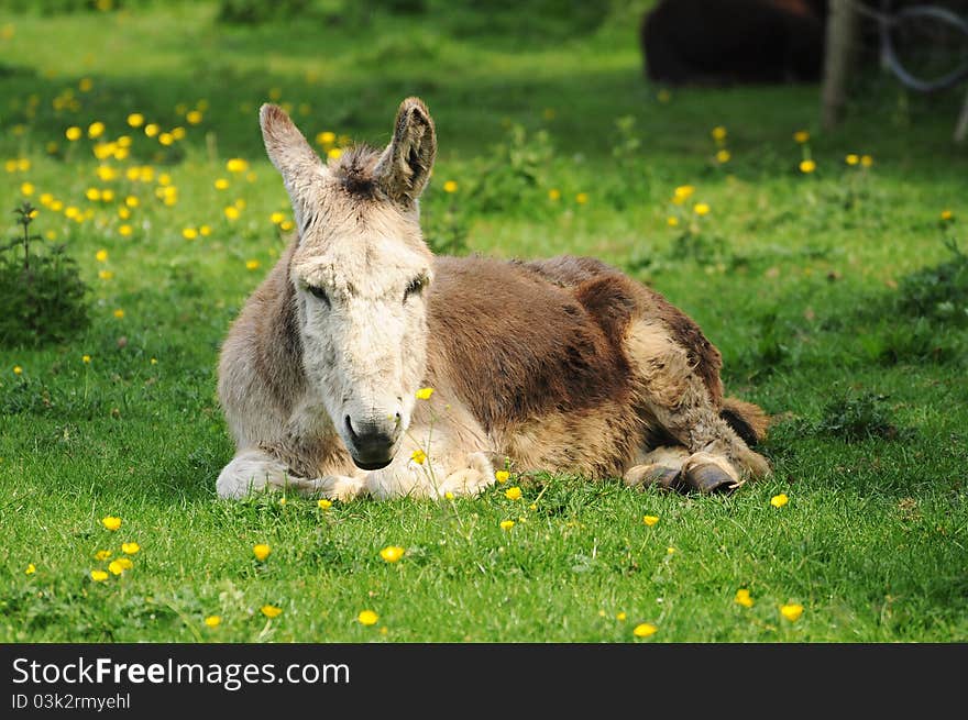 Sleepy donkey in the airfield farm in Ireland