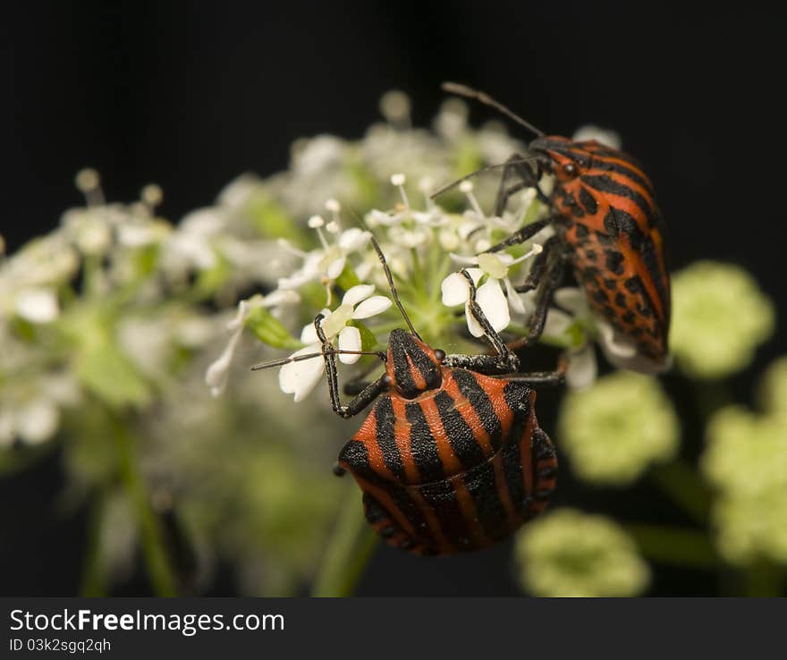 Graphosoma lineatum