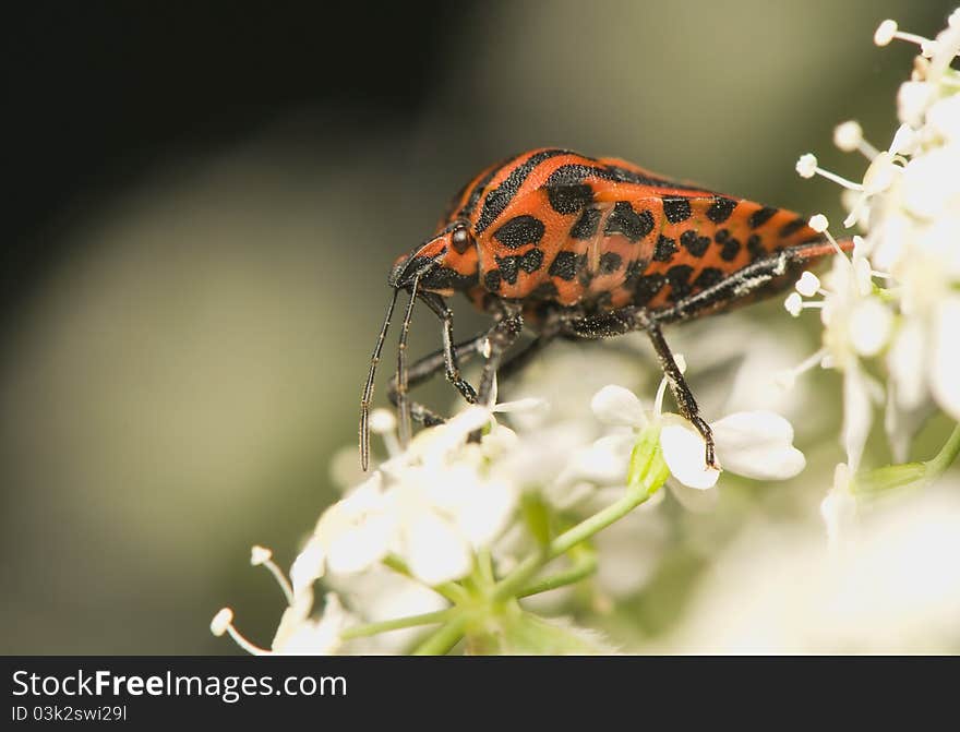 Graphosoma lineatum - beetle in red black stripes