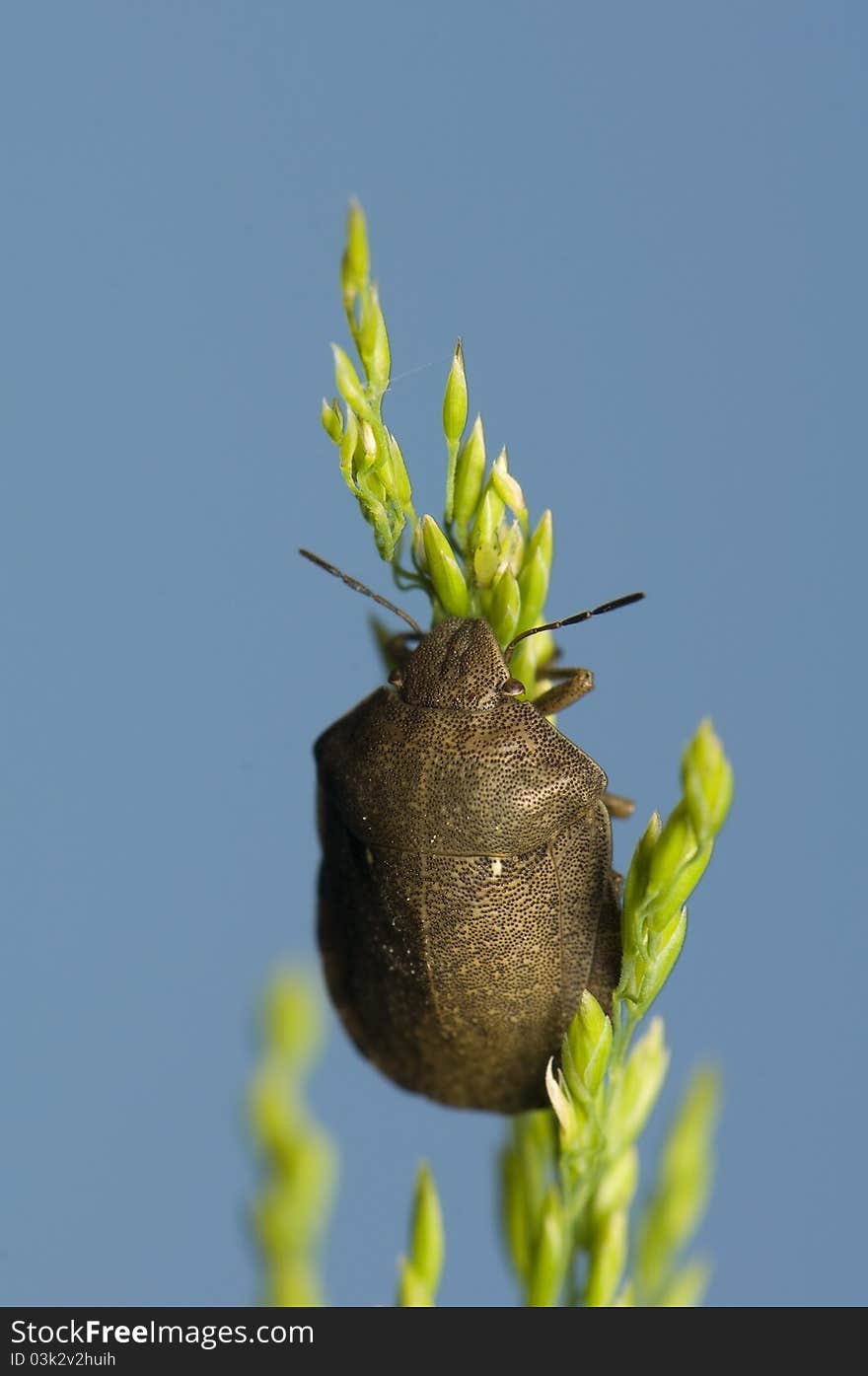 Eurygaster testudinaria - little beetle on grass