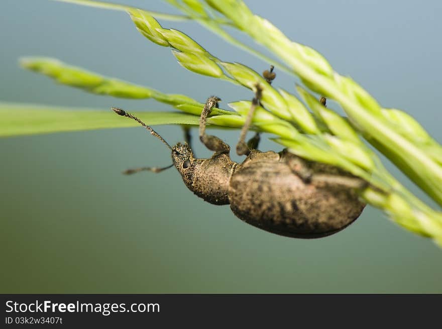 Liophloeus - little beetle on grass