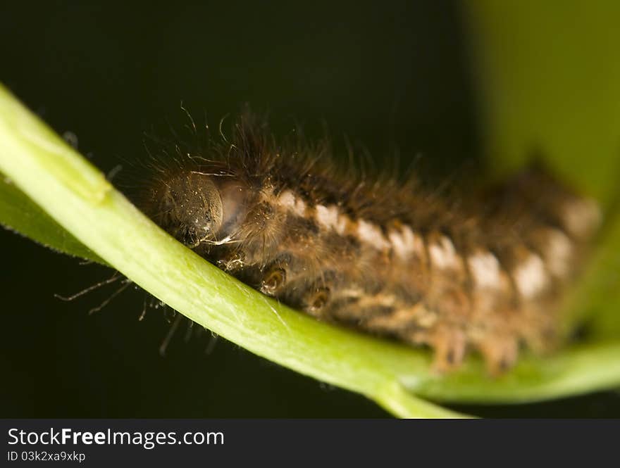 Euthrix - small caterpillar butterfly / moth. Euthrix - small caterpillar butterfly / moth