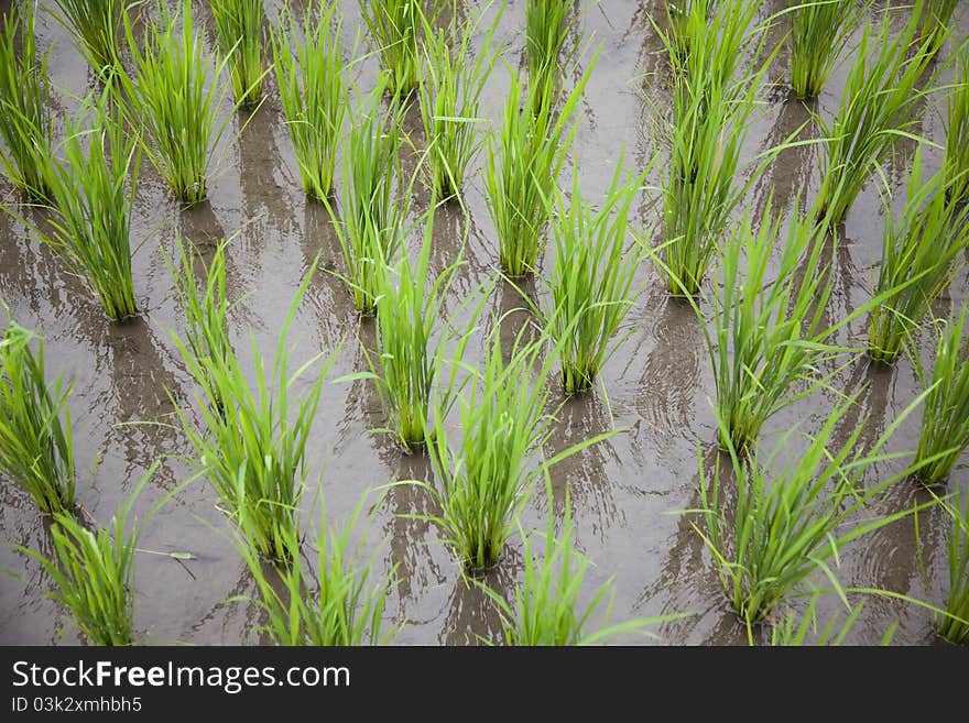 Rice growing in the water field. Rice growing in the water field