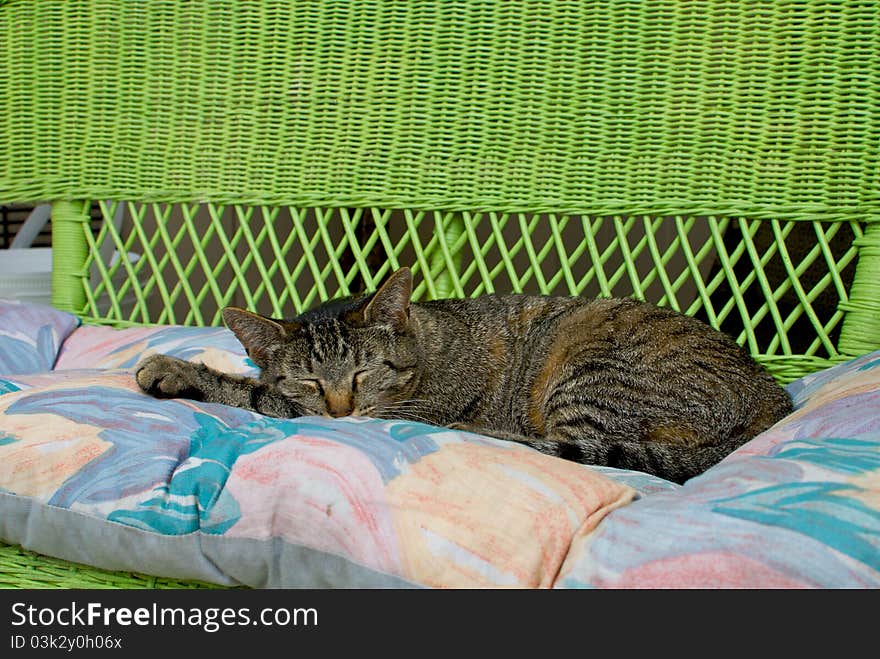 The campground cat of Wapakoneta, Ohio, taking a nap on a bright green wicker bench outside the camp store. The campground cat of Wapakoneta, Ohio, taking a nap on a bright green wicker bench outside the camp store.