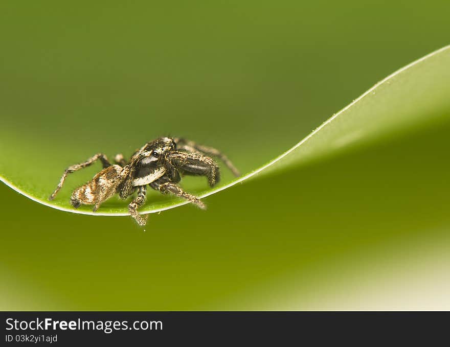 Salticus - a small jumping spider on green leaf