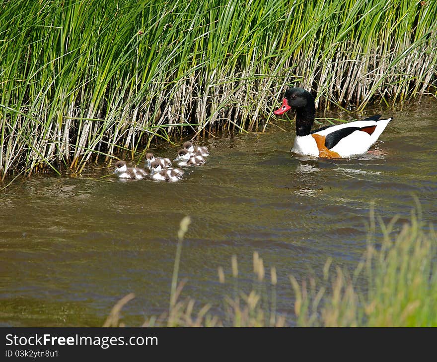 Shelduck with young ducks