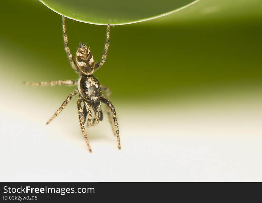 Salticus - a small jumping spider on green leaf