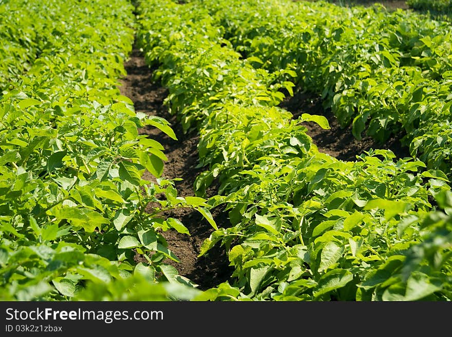 Green potatoes field