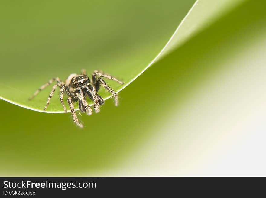 Salticus - a small jumping spider on green leaf