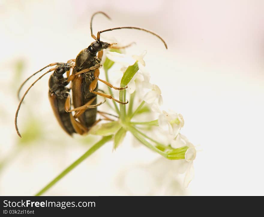 Alosterna tabacicolor - small beetles with long antennae during copulation