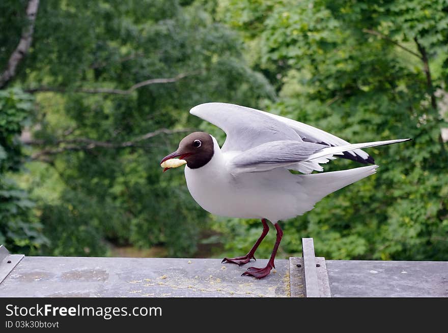 Seagull has dinner