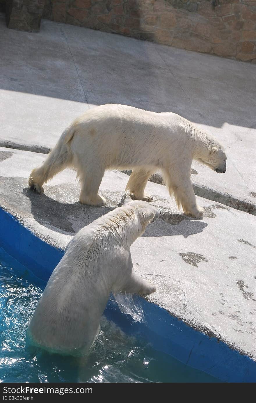 Couple of arctic bears in the pool