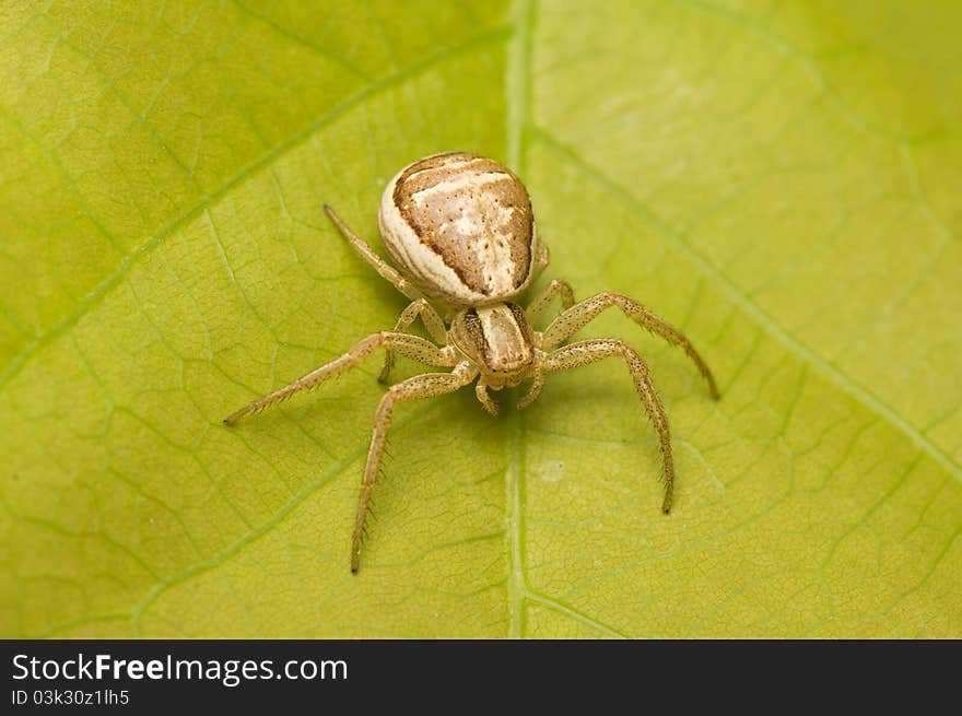 Xysticus - small spider on green leaf