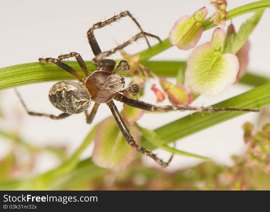 Larinioides sclopetarius - male - spider on a branch