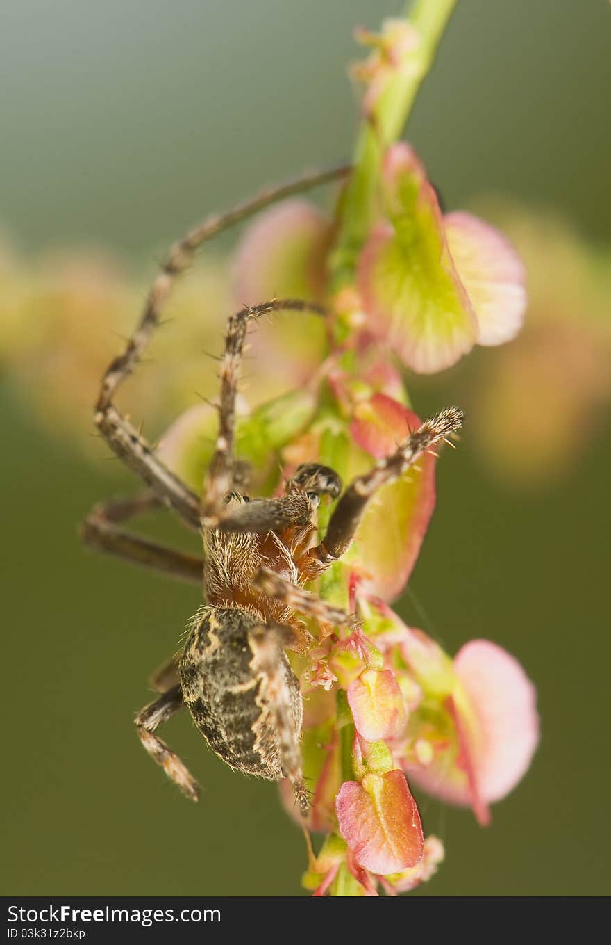 Larinioides sclopetarius - male - spider on a branch