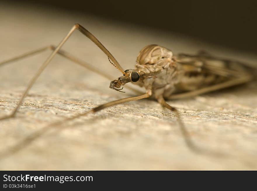 Tipulidae - very large brown mosquito