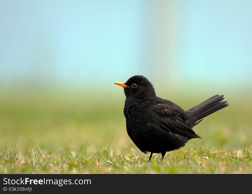 Blackbird (Turdus merula)