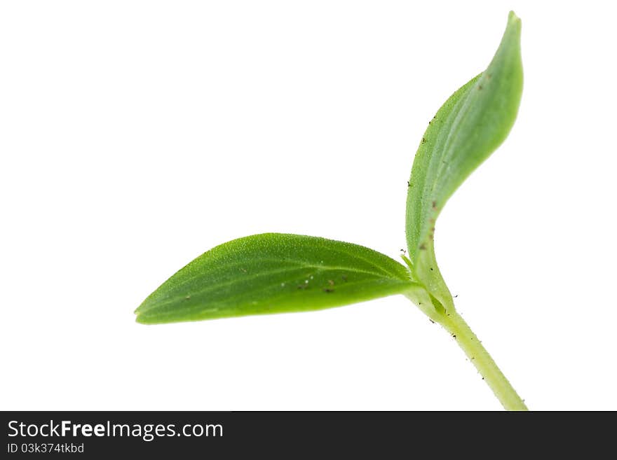 Small plant isolated over white background. Small plant isolated over white background