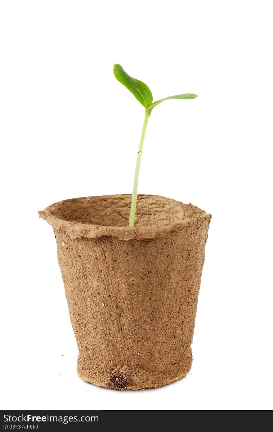 Small plant isolated over white background. Small plant isolated over white background