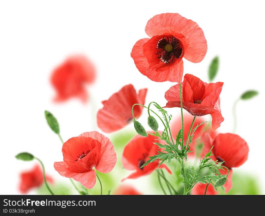 Beautiful red poppies isolated on a white background.