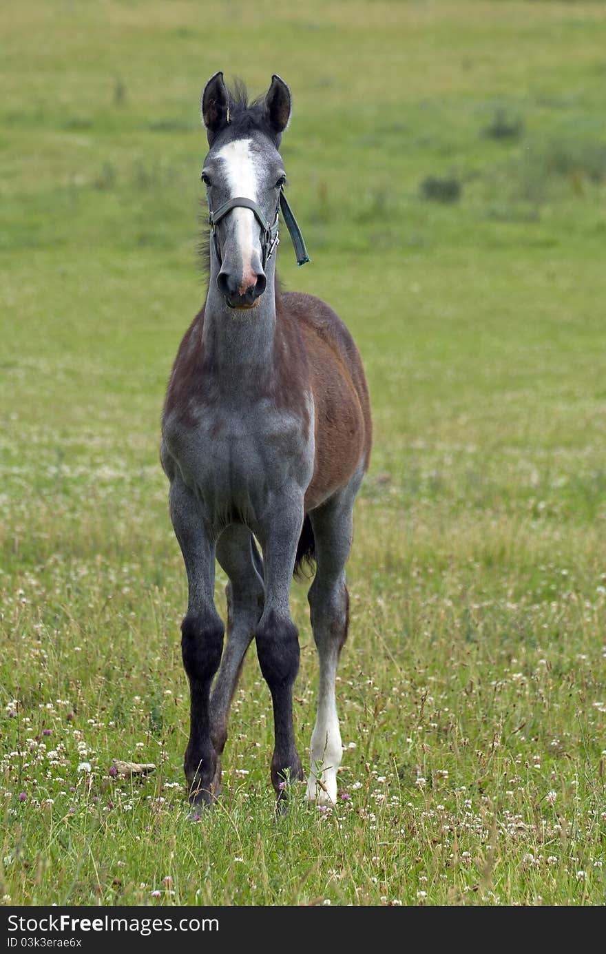 Young horse on the farm. Young horse on the farm