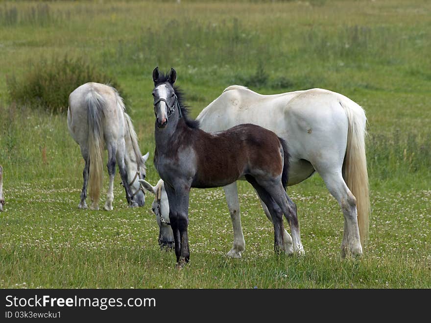 Horses in a pasture on the farm