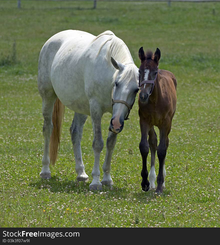 Two horses on the farm