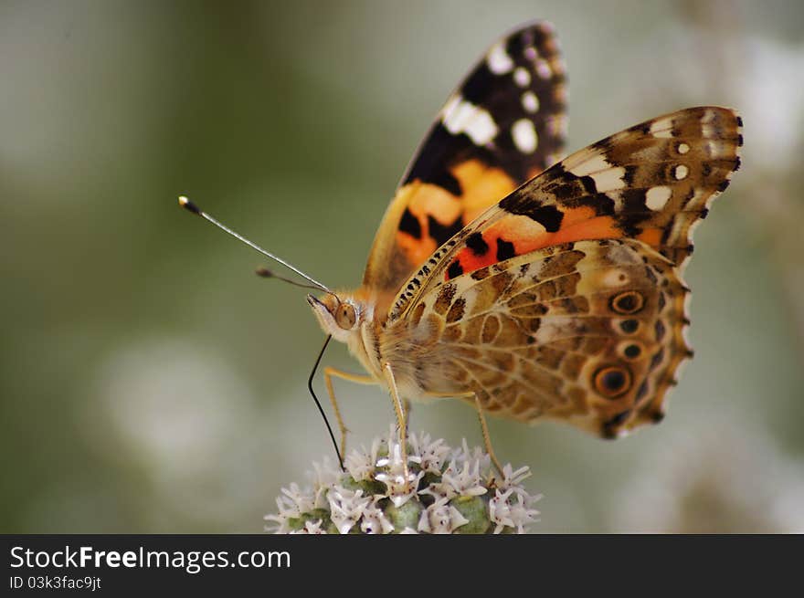 A butterfly on a flower close-up.