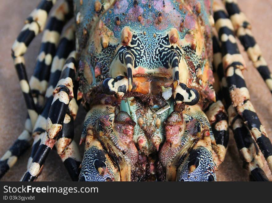 Painted crayfish on a Mozambique beach. Painted crayfish on a Mozambique beach