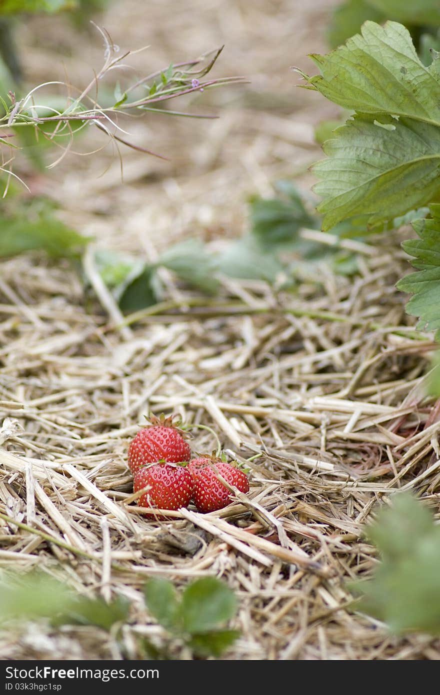 Strawberry at Kenyon Hall Farm