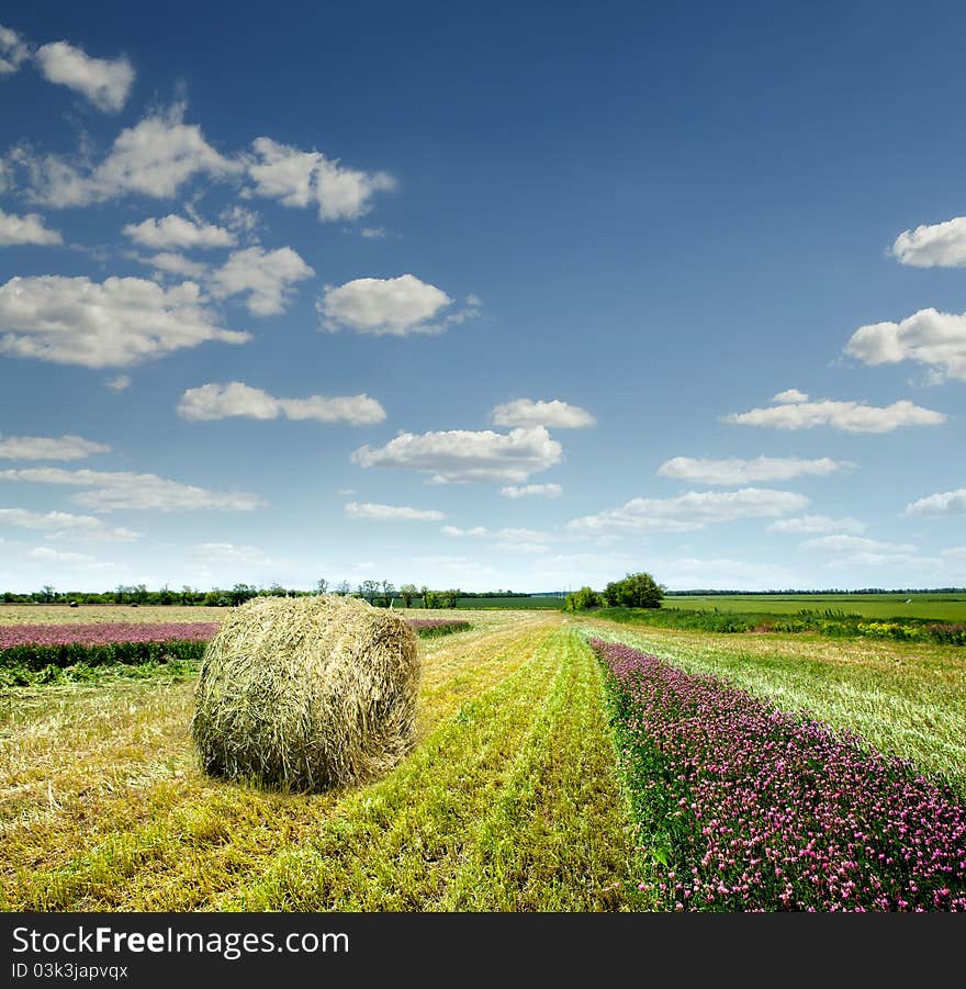 Field with beveled lavndoy against the blue sky