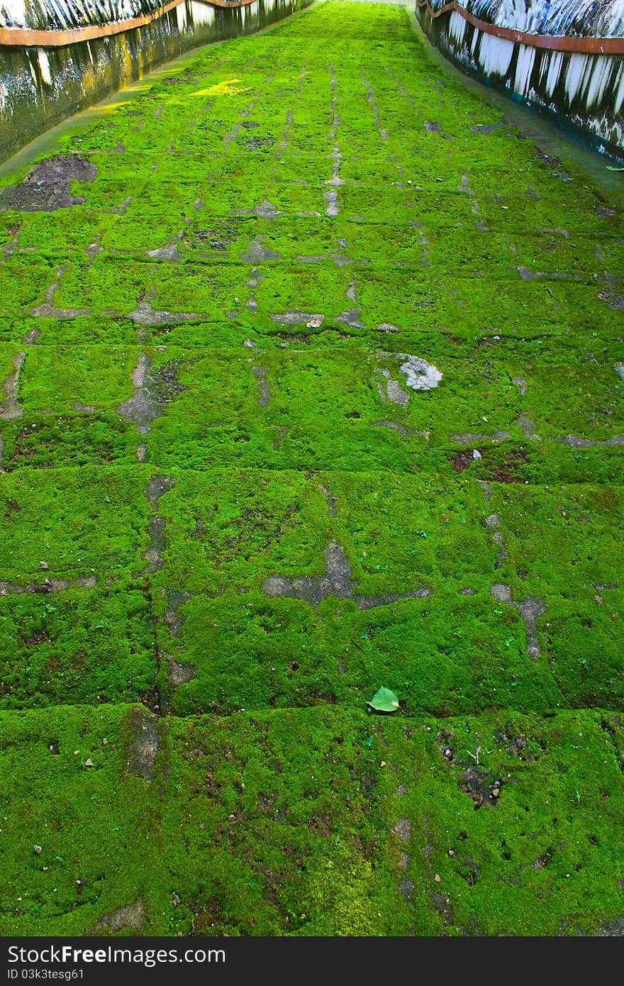 Moss And Stairway