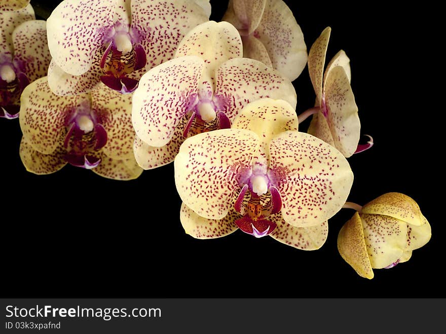 A fully developed sprig of Phalaenopsis hybrid flowers against a black background. A fully developed sprig of Phalaenopsis hybrid flowers against a black background