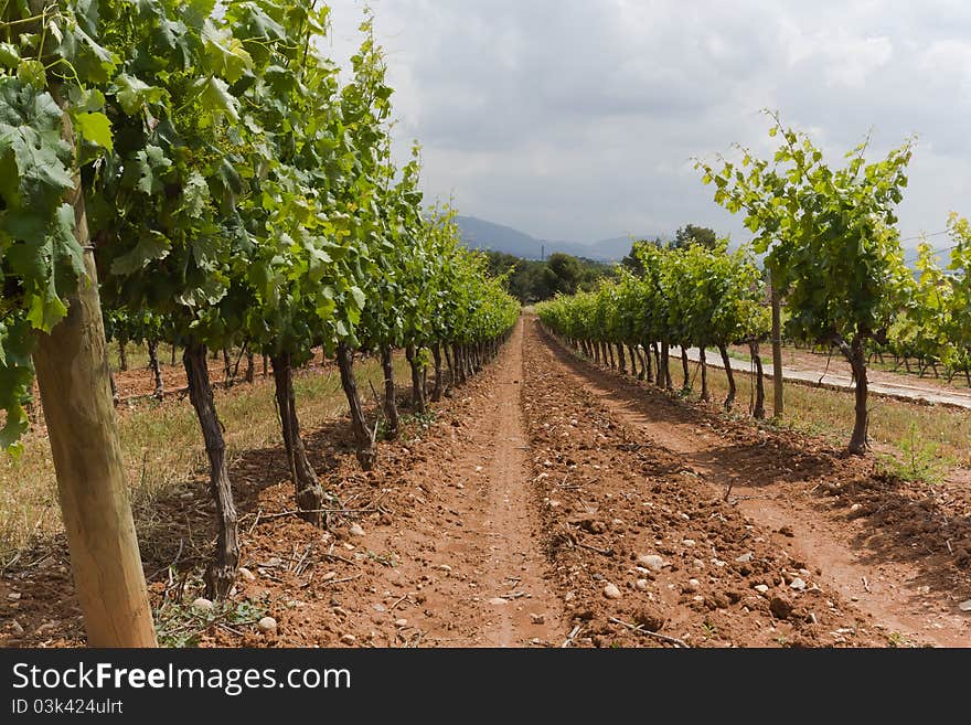 Vines flourish in spring in Montblanc, Tarragona. Vines flourish in spring in Montblanc, Tarragona