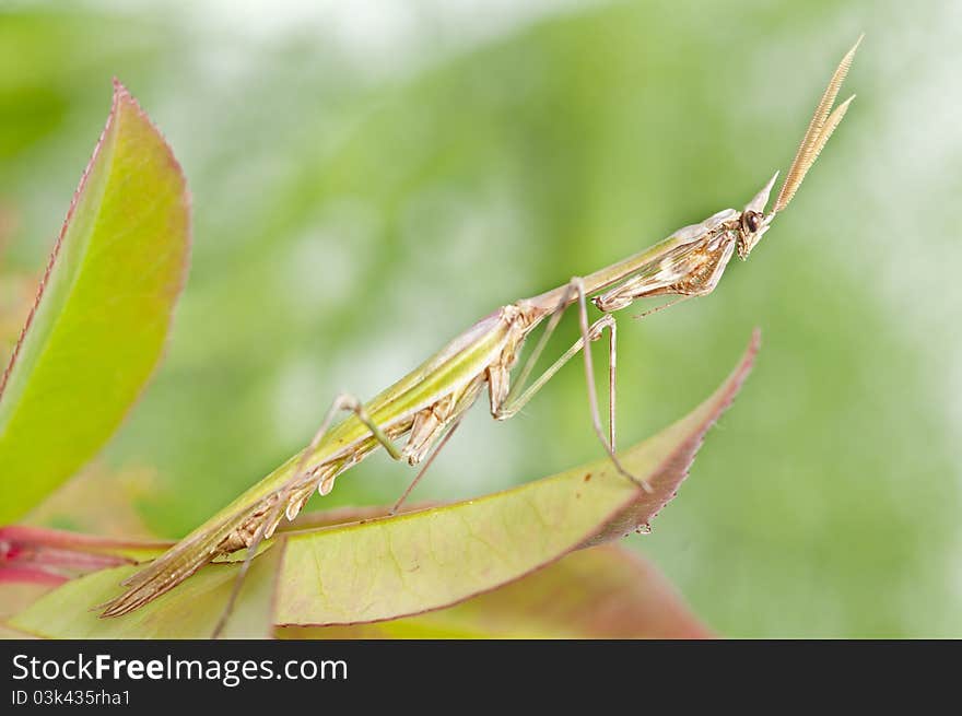 Praying mantis