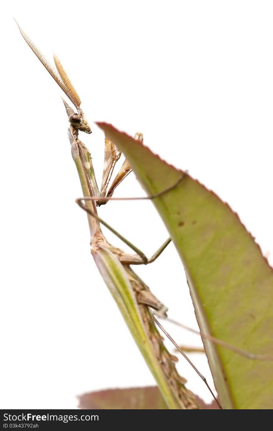 Mantis Resting On Leaf