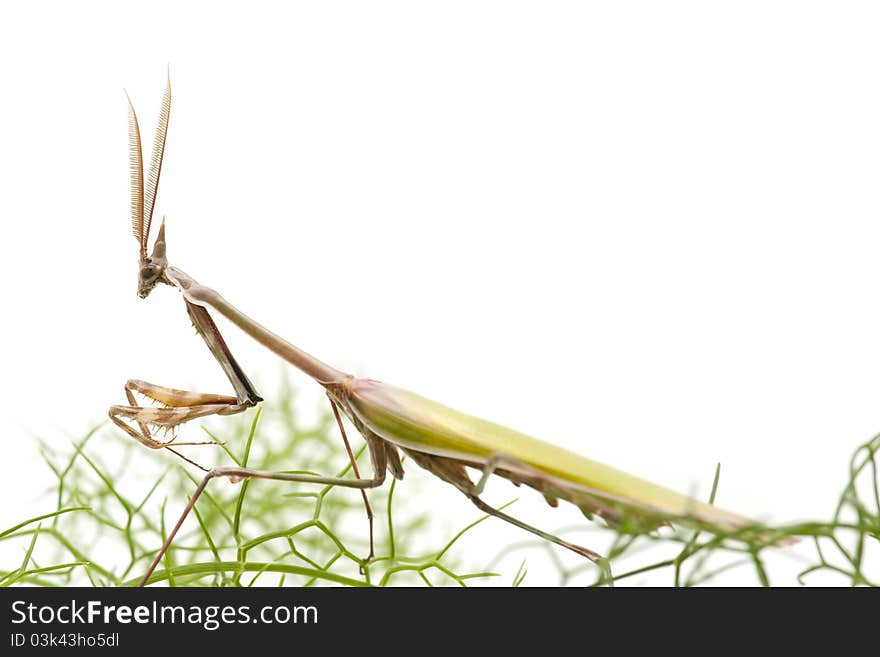 Macro of praying mantis