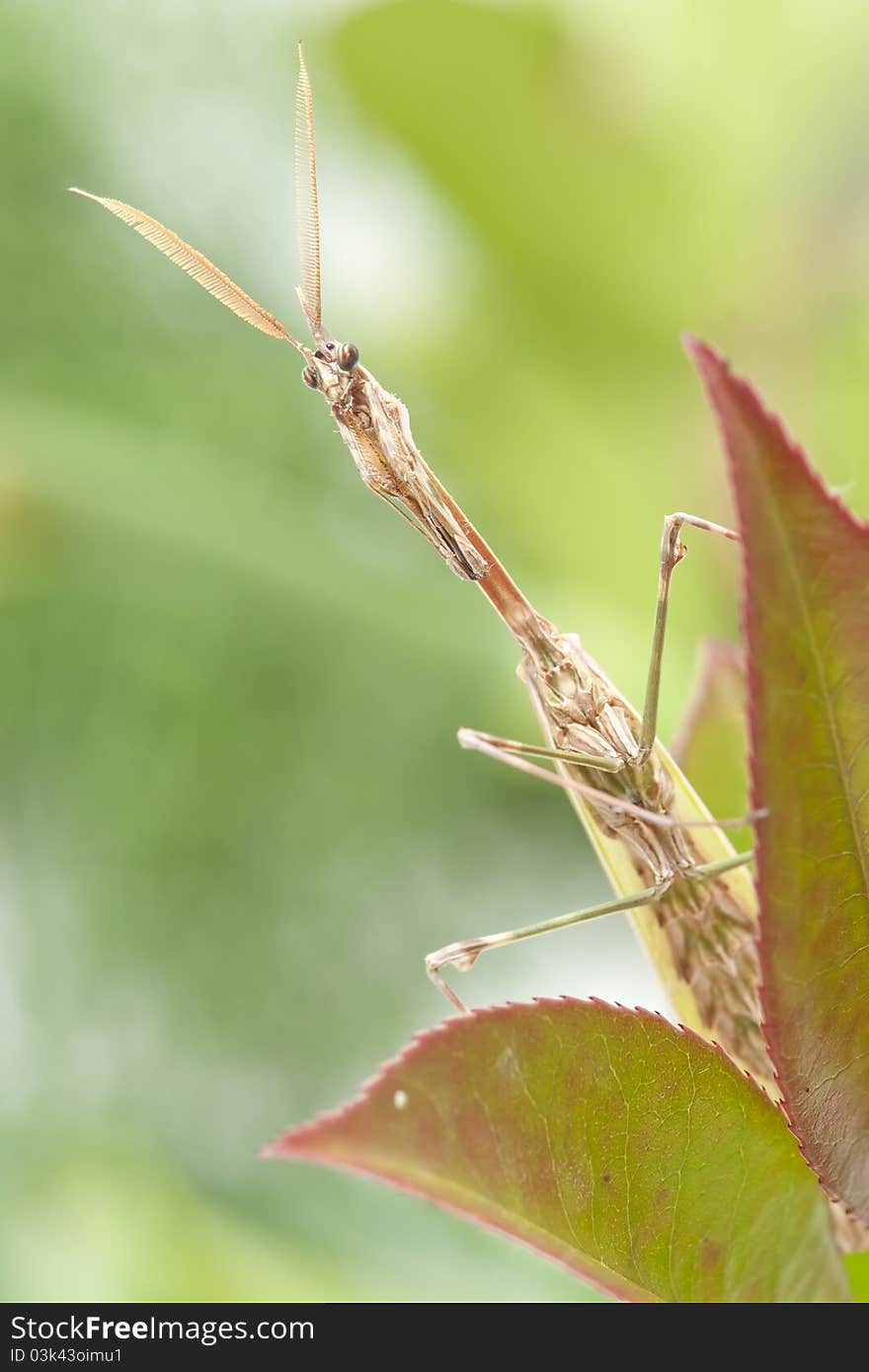 Mantis in the woods