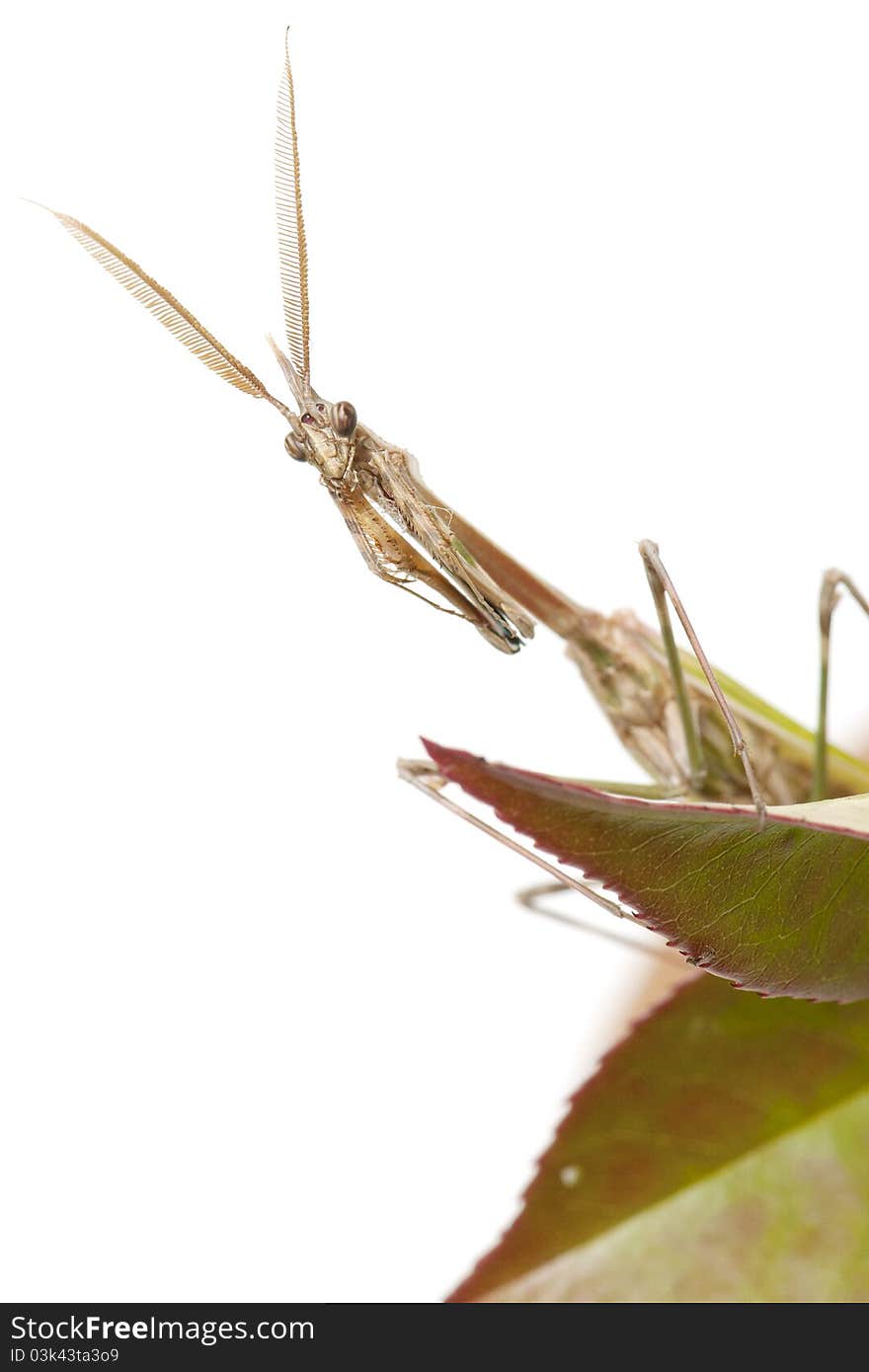 Mantis resting on leaf