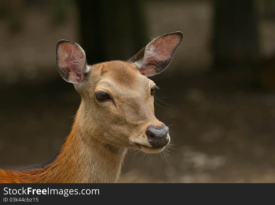 Portrait of a young sika deer (Zoo Olomouc, Czech Republic). Portrait of a young sika deer (Zoo Olomouc, Czech Republic)