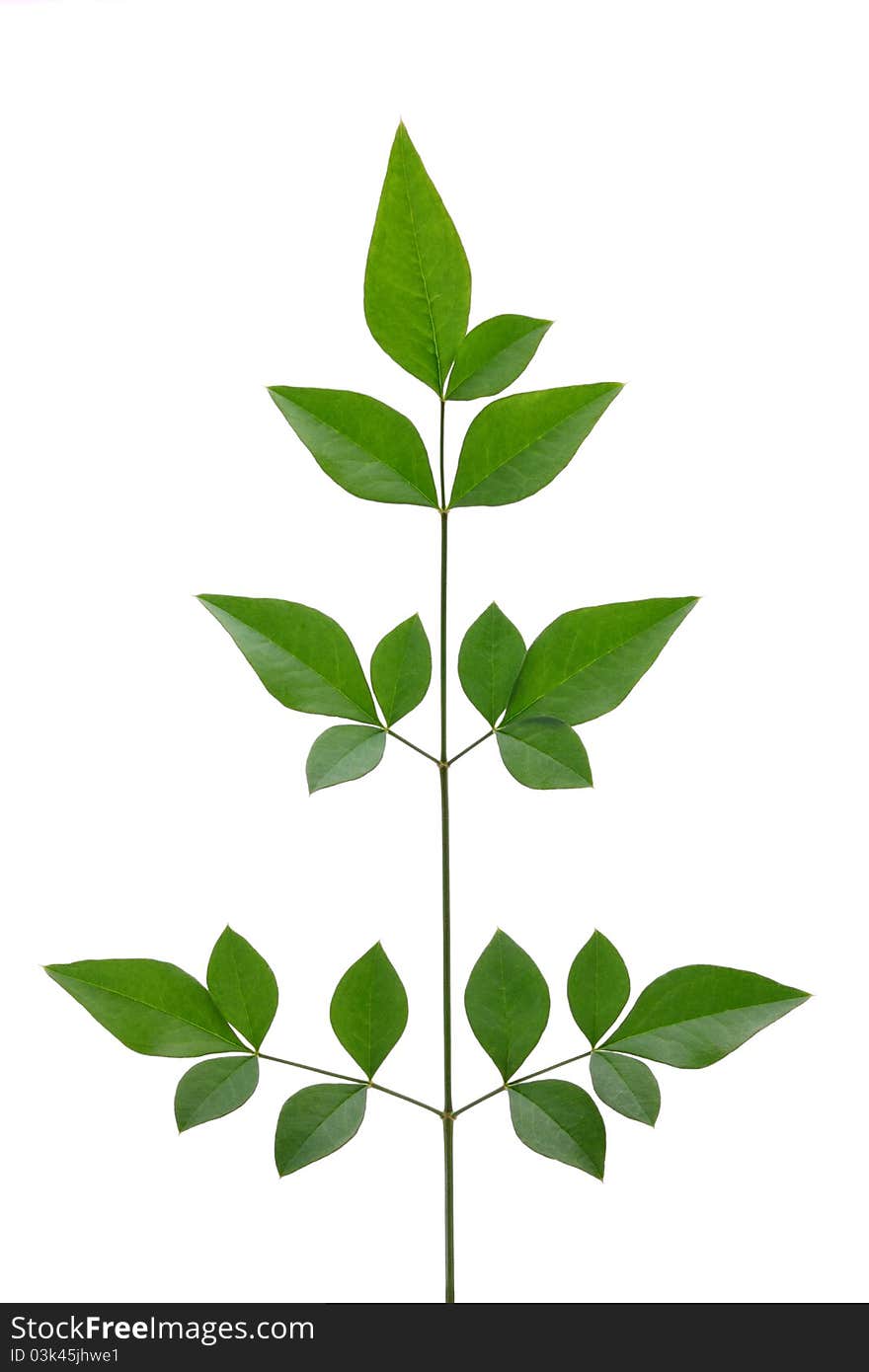 Green leaves isolated on white background