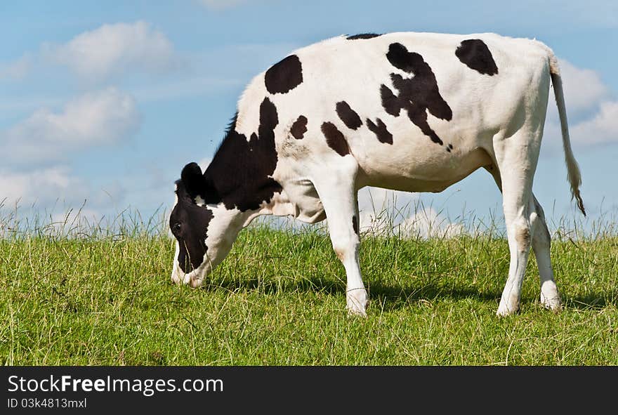 Grazing young Dutch cow at a grassy embankment