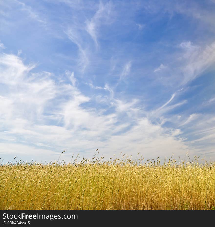 Young wheat on blue sky background