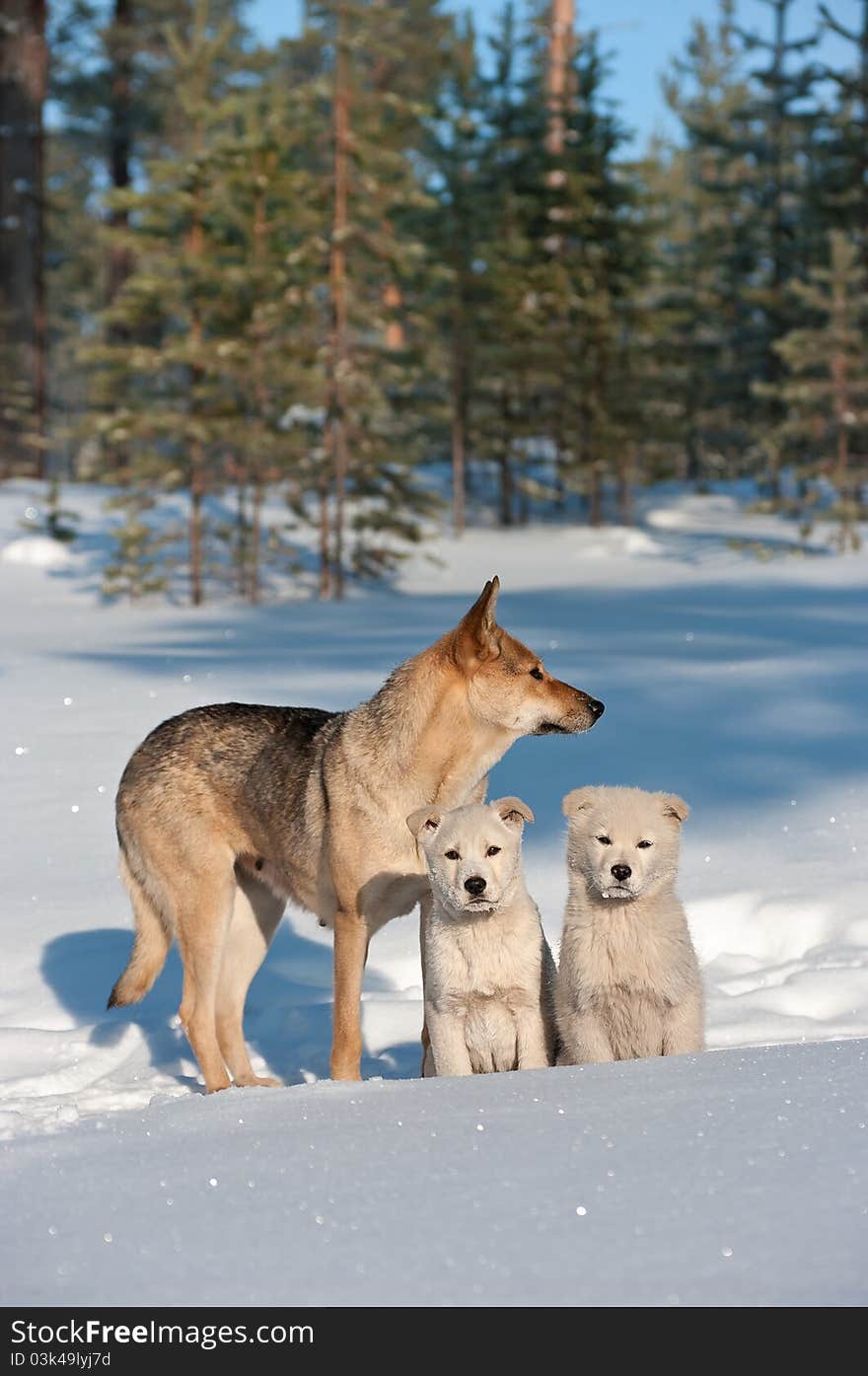 Stray dogs family in the Siberian taiga