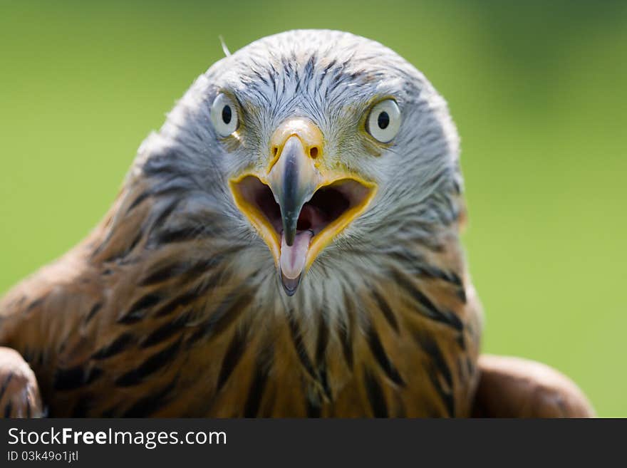 Close-up of a Red Kite taken while at rest at the Barn Owl Centre in Mid-Wales. Close-up of a Red Kite taken while at rest at the Barn Owl Centre in Mid-Wales