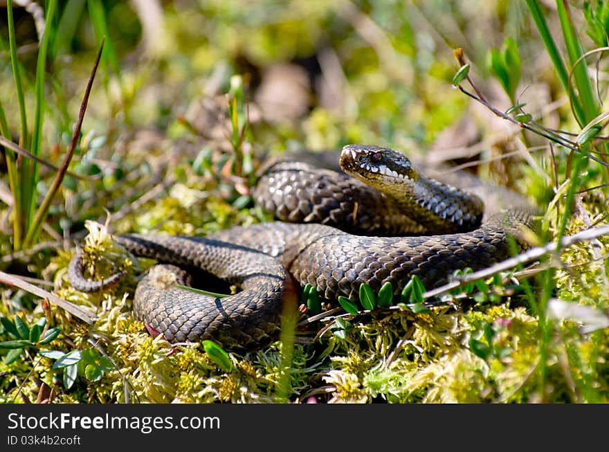 Venomous snake hunt in the swamp in Western Siberia.