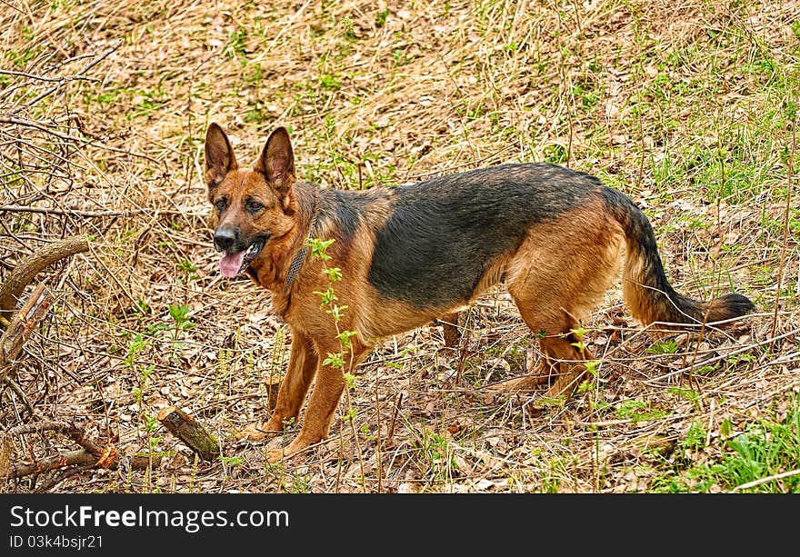 Close up of a HDR German shepherd