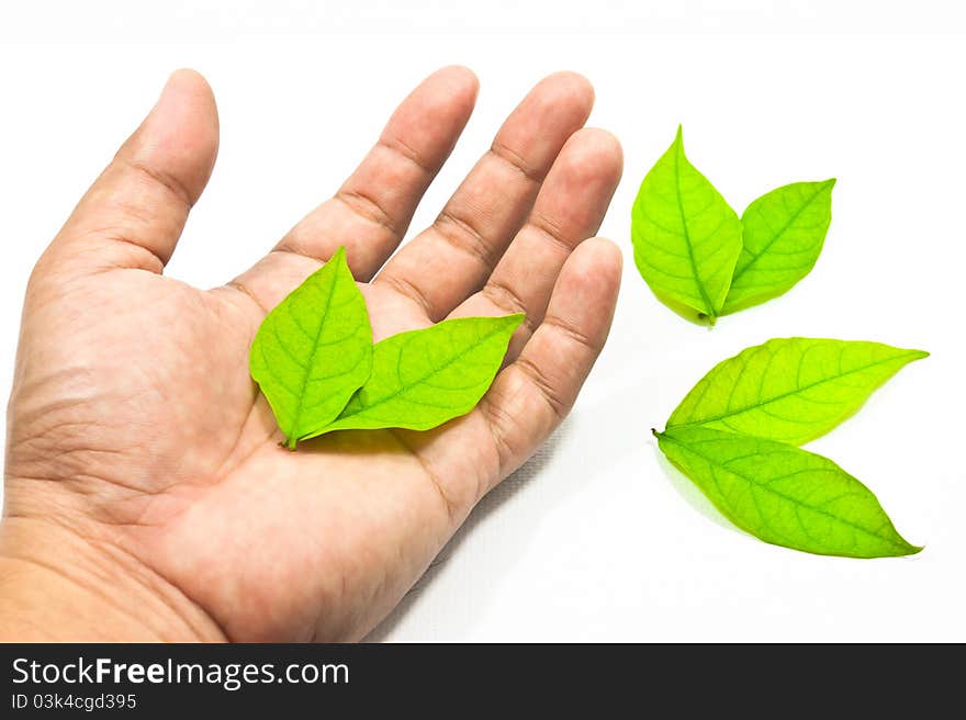 Vivid colorful of leaf on  hand