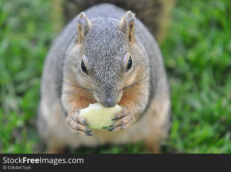 Squirrel Eating